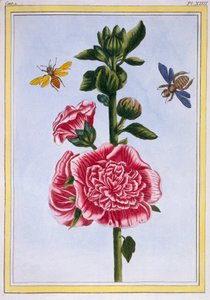Hollyhock by Pierre Joseph Buchoz